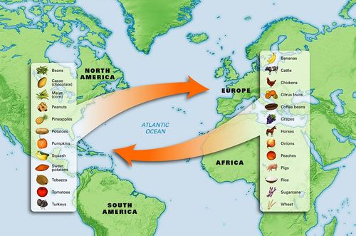 A snapshot of the Columbian Exchange.